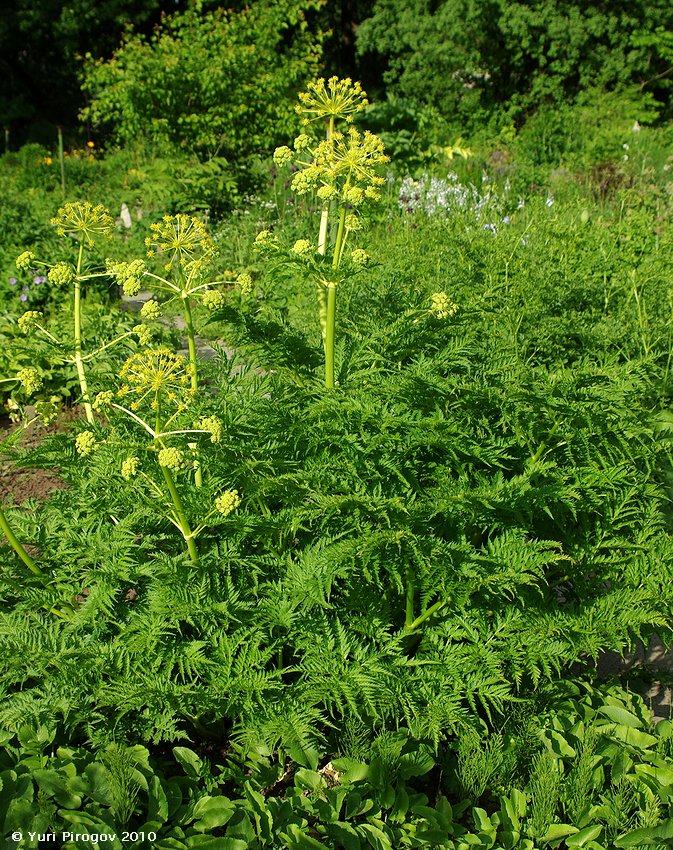 Изображение особи Molopospermum peloponnesiacum.