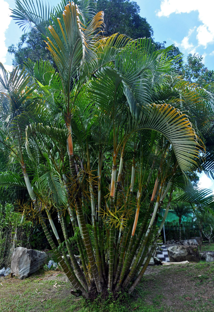 Image of Dypsis lutescens specimen.