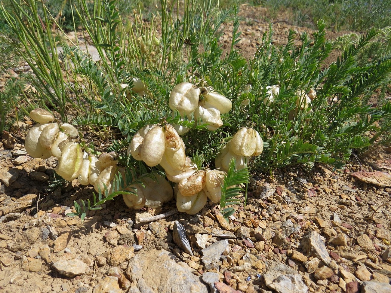 Image of Astragalus masenderanus specimen.