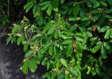 Microcos paniculata. Ветви расцветающего дерева. Малайзия, о-в Пенанг, национальный парк Пенанг, опушка прибрежного леса. 06.05.2017.