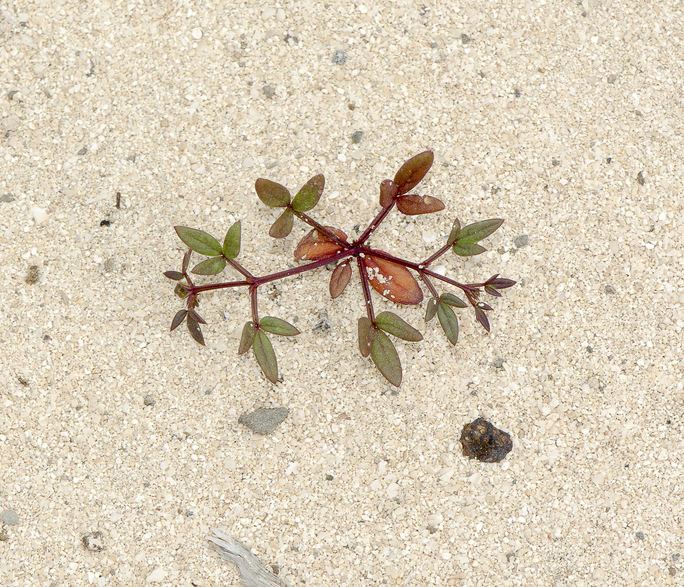 Image of Fagonia cretica specimen.