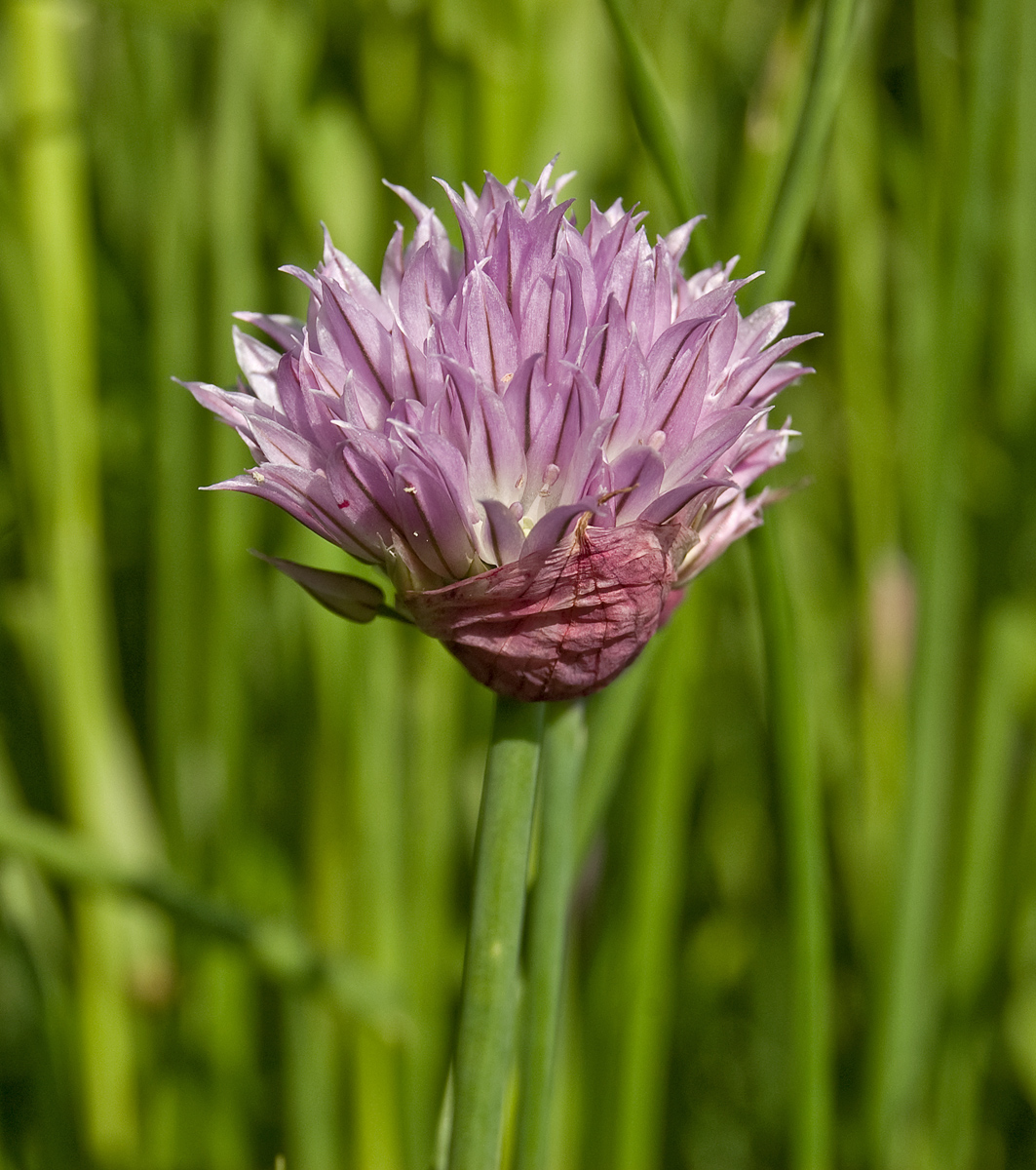 Изображение особи Allium schoenoprasum.