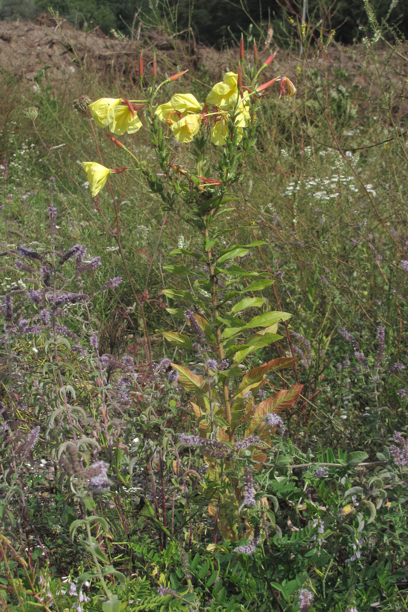 Image of Oenothera glazioviana specimen.