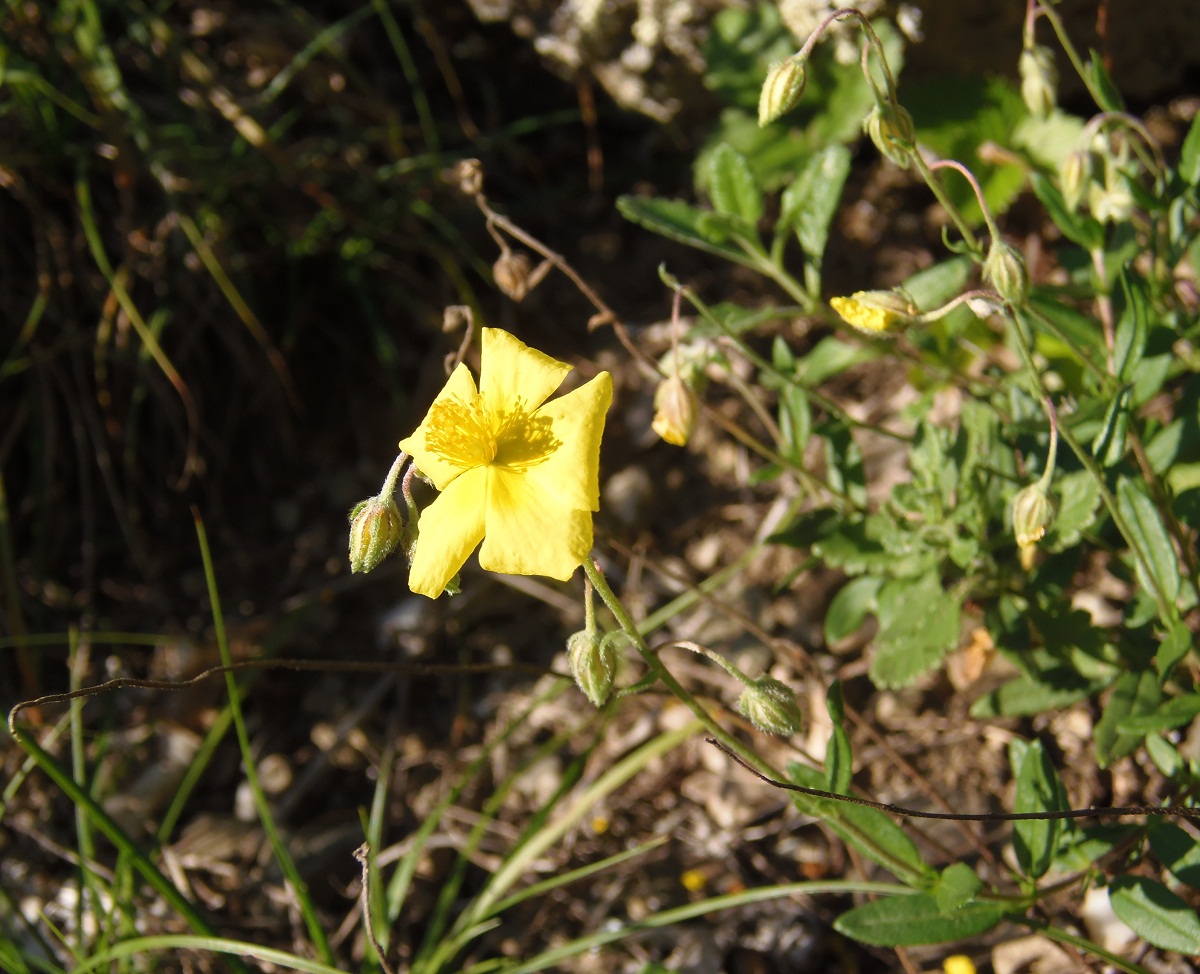 Image of genus Helianthemum specimen.