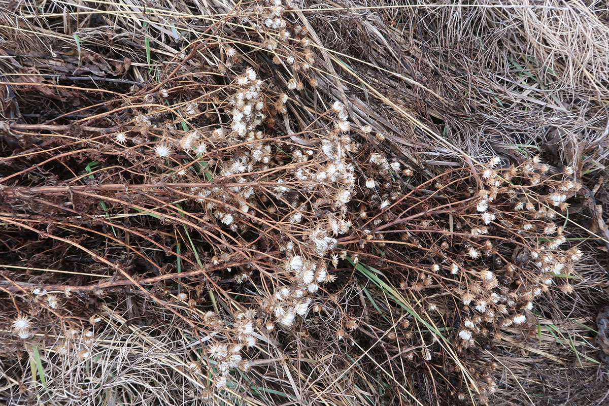 Изображение особи Senecio erucifolius.