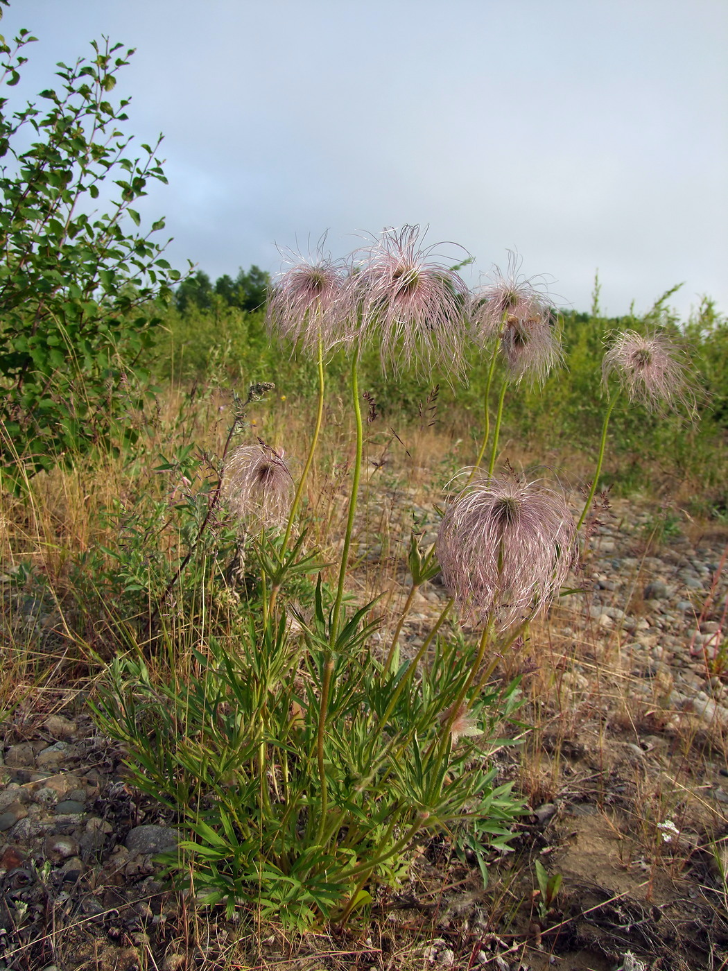 Image of Pulsatilla dahurica specimen.