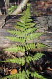 Dryopteris carthusiana