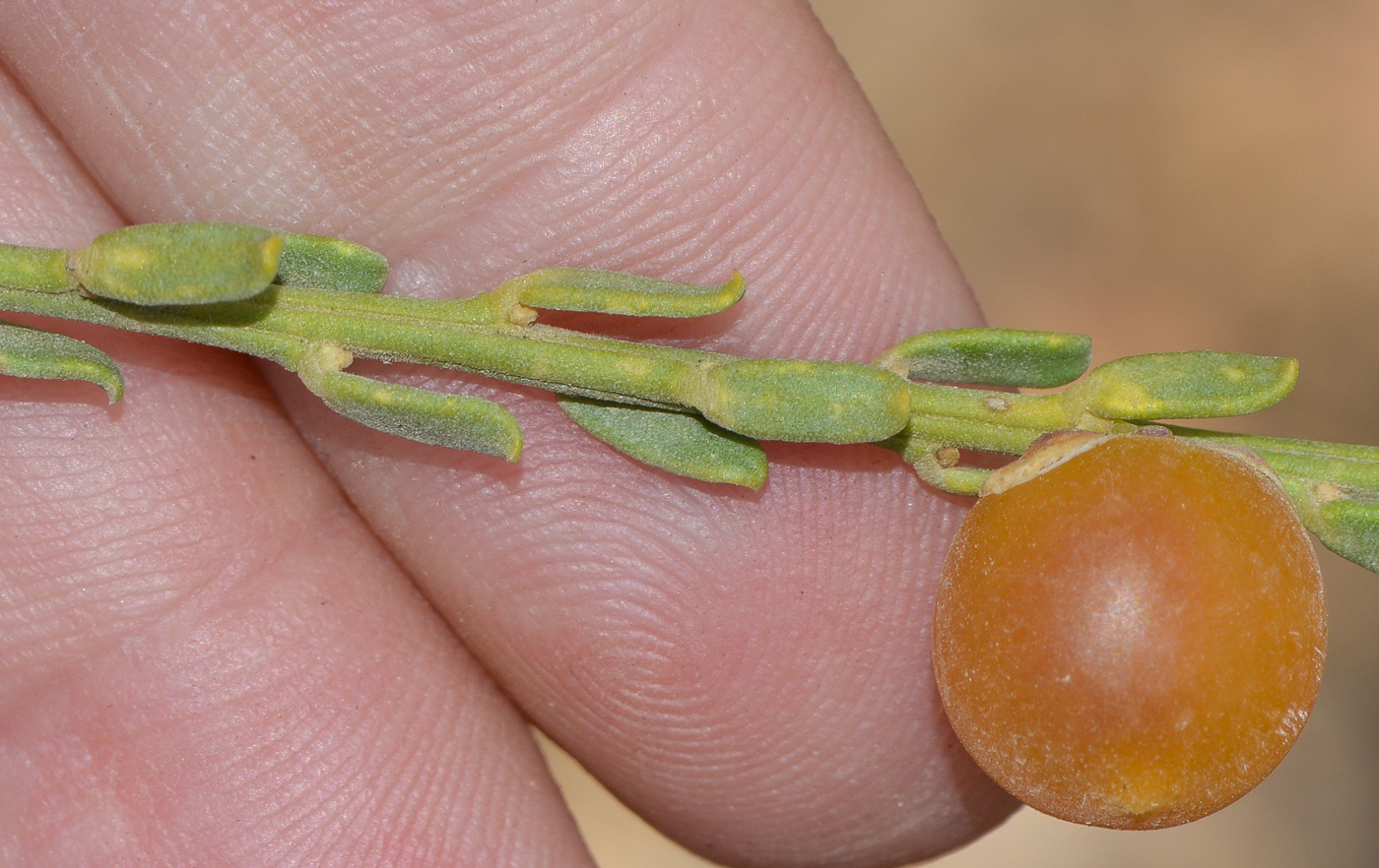 Image of Muraltia spinosa specimen.