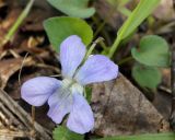 Viola sacchalinensis. Цветок. Якутия, Алданский р-н, северная окр. г. Алдан, опушка перед лесом. 12.06.2016.