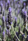 Lavandula dentata. Верхушка побега с соцветием. Испания, автономное сообщество Каталония, провинция Жирона, комарка Баш Эмпорда, муниципалитет Калонже, в озеленении. 15.03.2019.