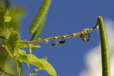 genus Vigna. Генеративный побег с кормящейся осой (?) и частью незрелого плода. Греция, Эгейское море, о. Парос, г. Лефкес (Λευκές), пергола над крыльцом дома. 02.11.2018.