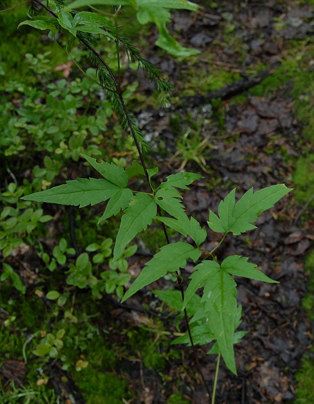 Image of Atragene sibirica specimen.