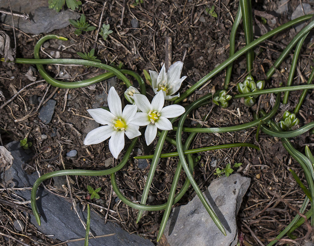 Изображение особи Ornithogalum balansae.