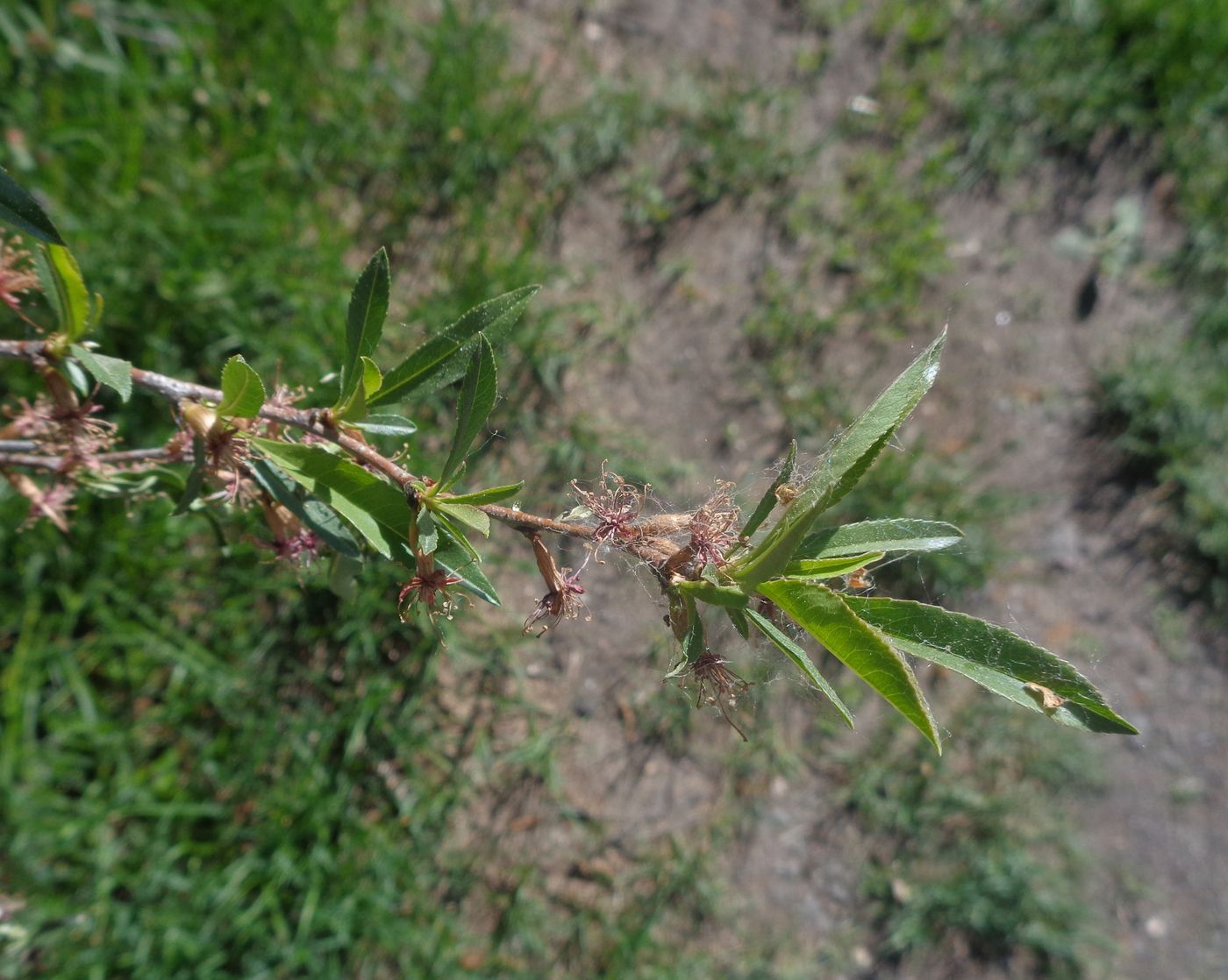 Image of Amygdalus nana specimen.