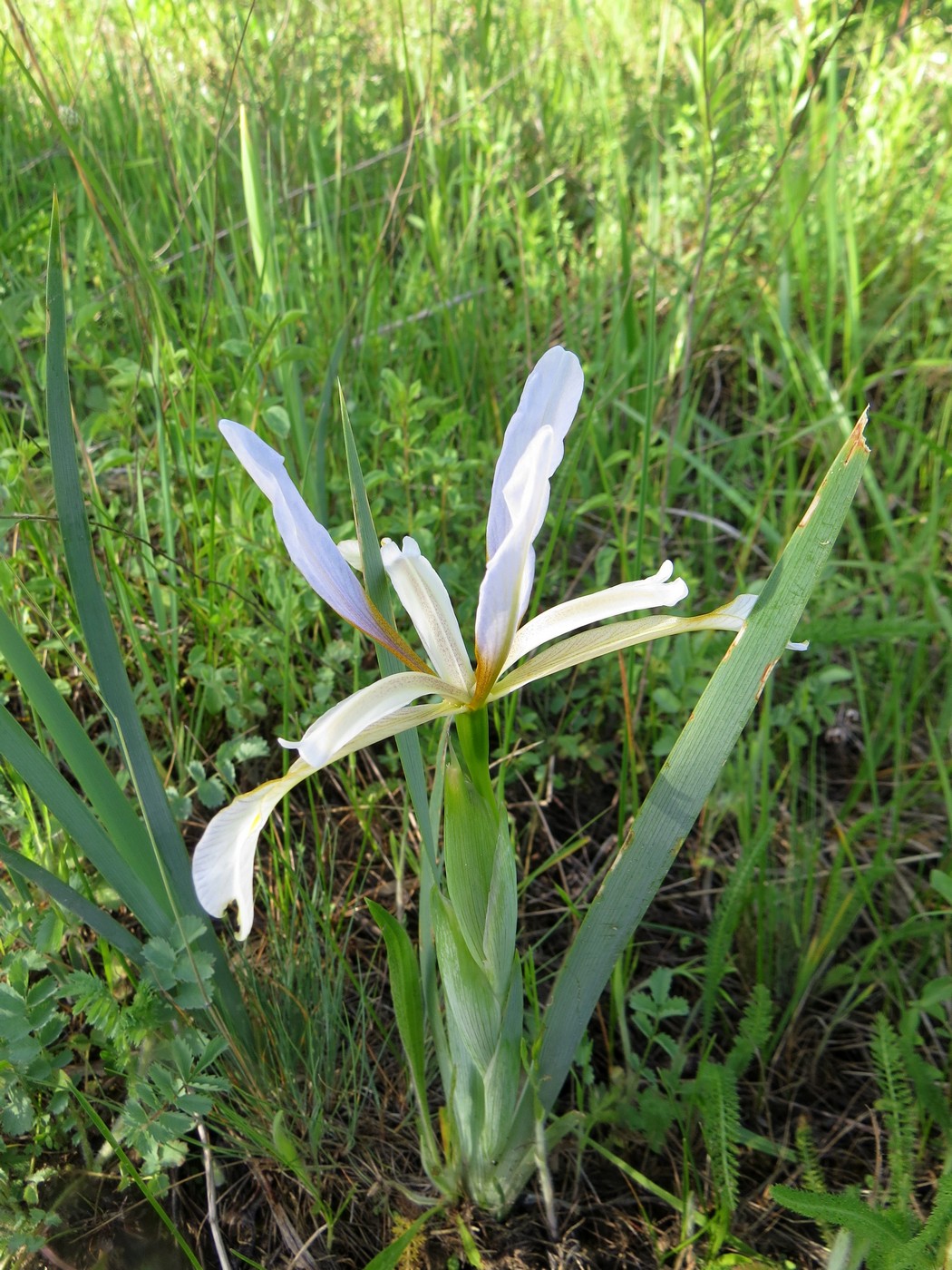 Изображение особи Iris sogdiana.