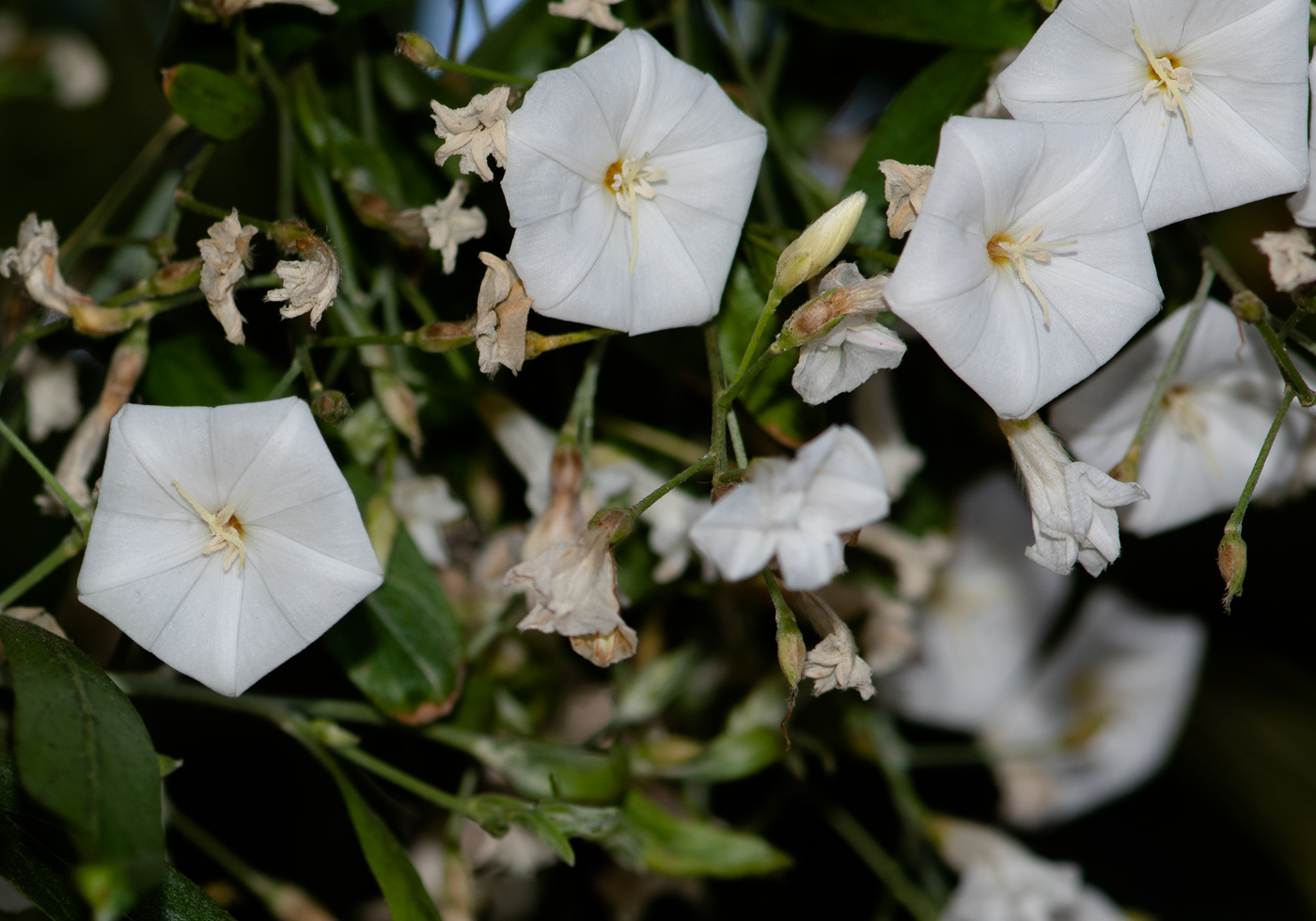 Изображение особи Convolvulus floridus.