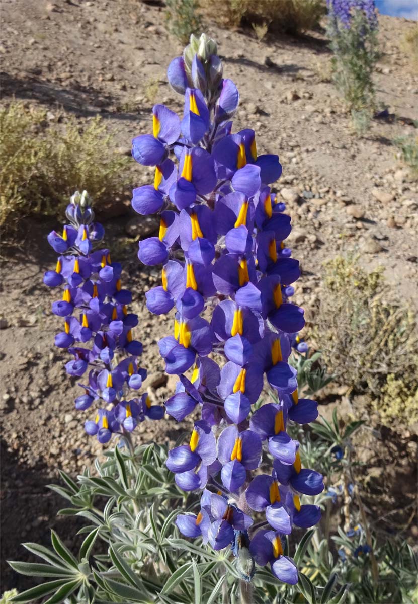 Image of Lupinus oreophilus specimen.