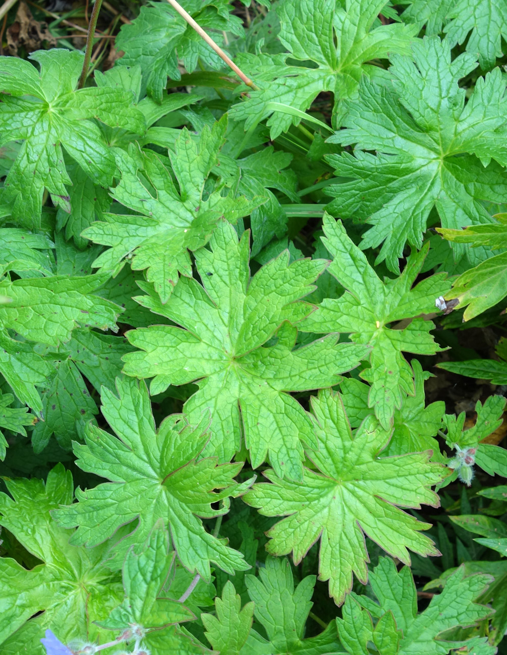 Image of Geranium erianthum specimen.