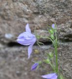 род Campanula. Часть побега с цветком и бутонами. Великобритания, Англия, парк \"Landscape Garden\", возле каменной стены парка. 21.01.2019.