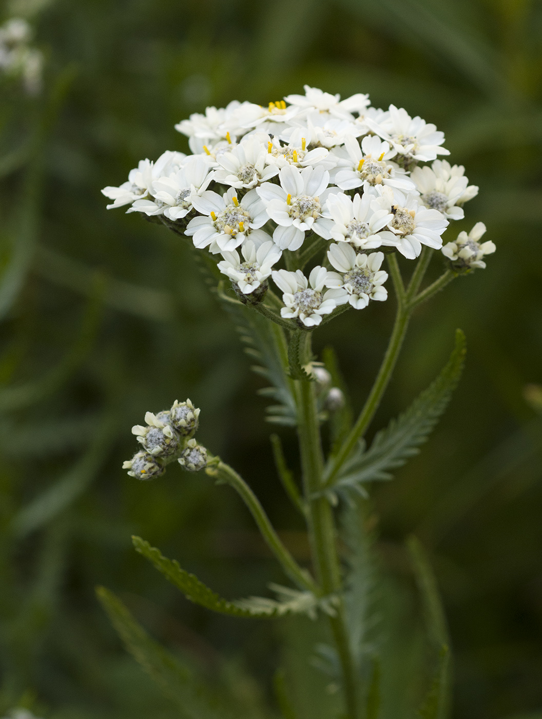 Изображение особи Achillea ledebourii.