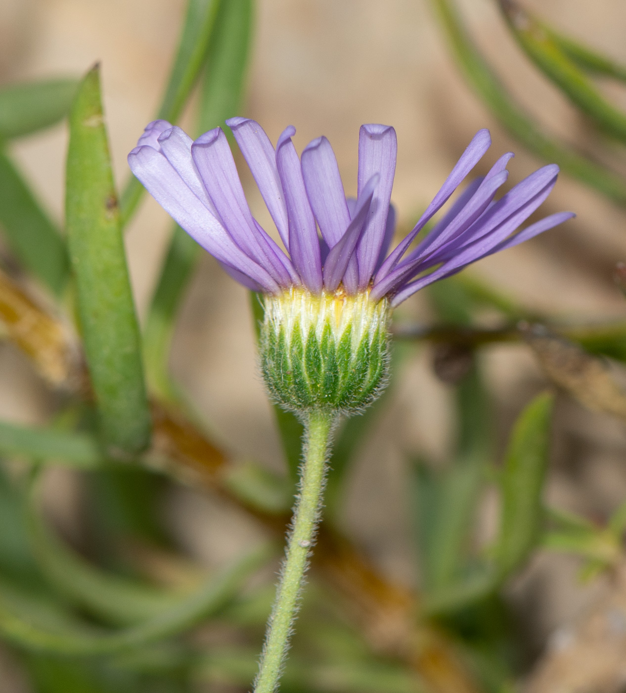 Image of Felicia australis specimen.