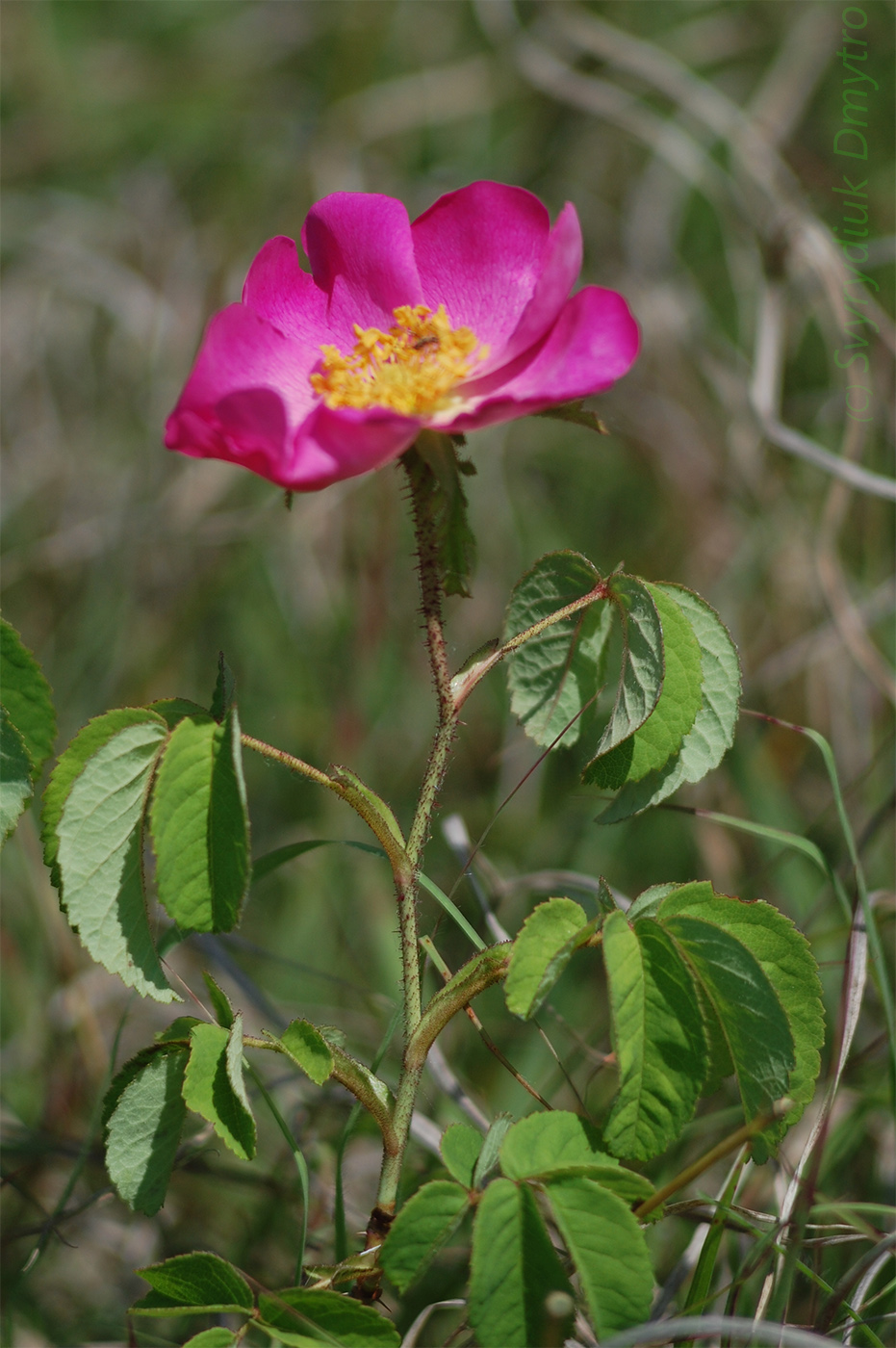 Изображение особи род Rosa.