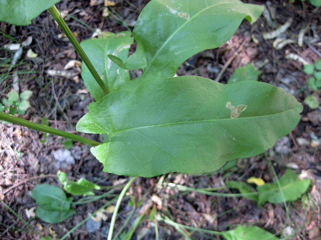 Изображение особи Rumex thyrsiflorus.