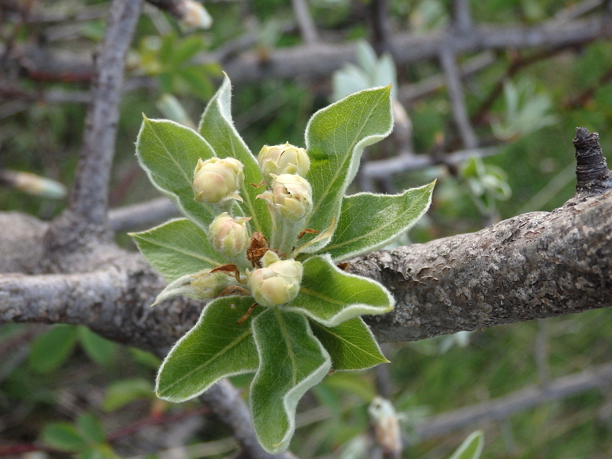 Image of Pyrus elaeagrifolia specimen.