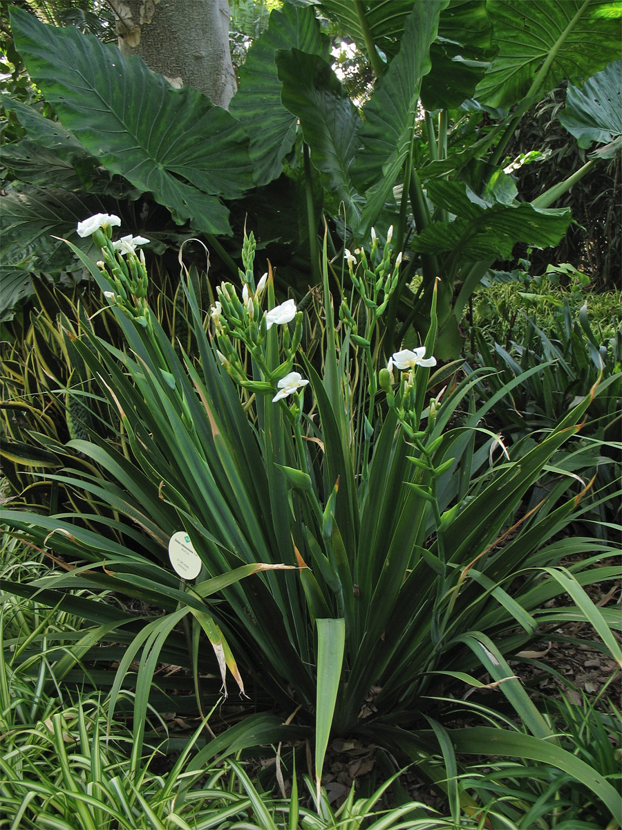 Image of Dietes robinsoniana specimen.