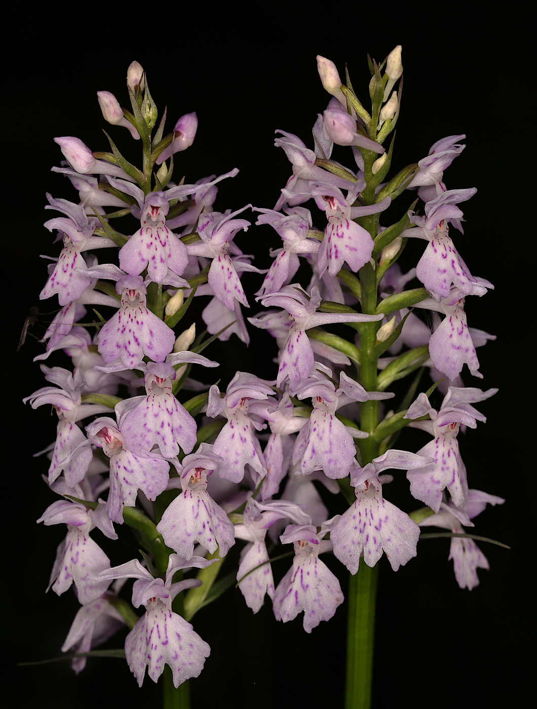 Изображение особи Dactylorhiza fuchsii.