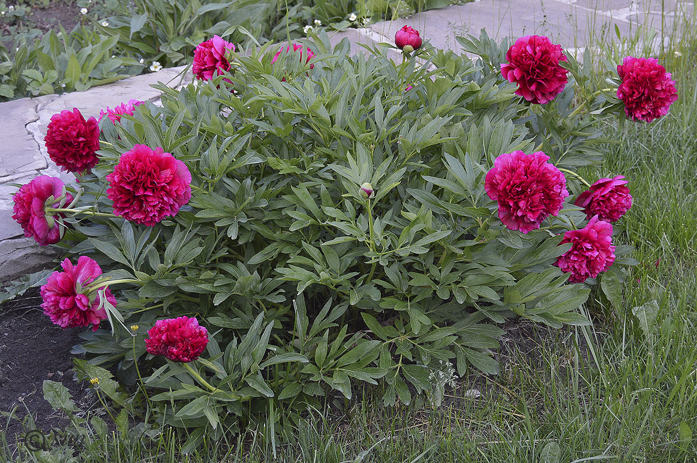 Image of Paeonia officinalis specimen.