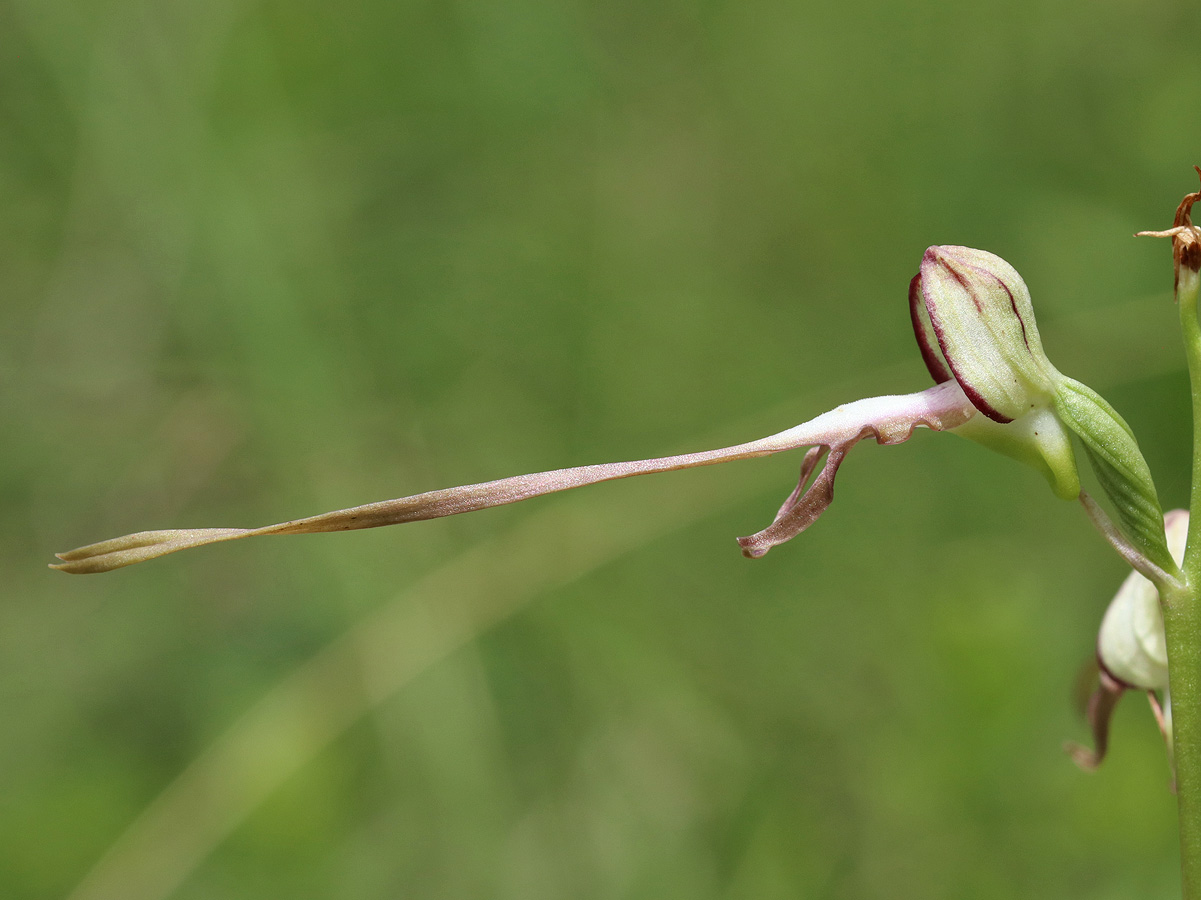 Изображение особи Himantoglossum caprinum.