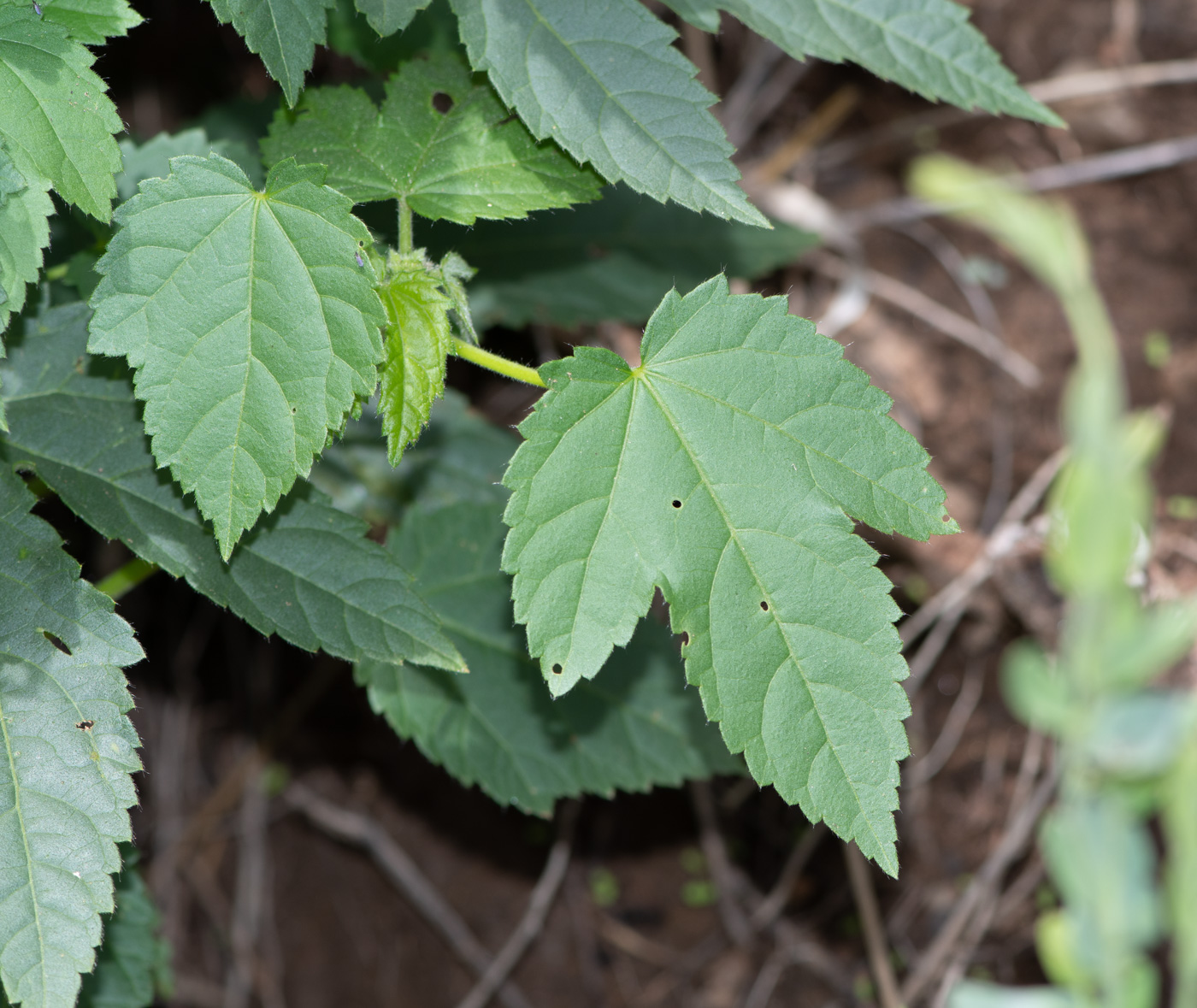 Image of Hibiscus fleckii specimen.