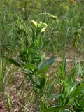 Lathyrus pratensis. Верхушка растения с соцветиями. Свердловская обл., окр. г. Североуральск, опушка сосново-елового леса. 20.06.2010.