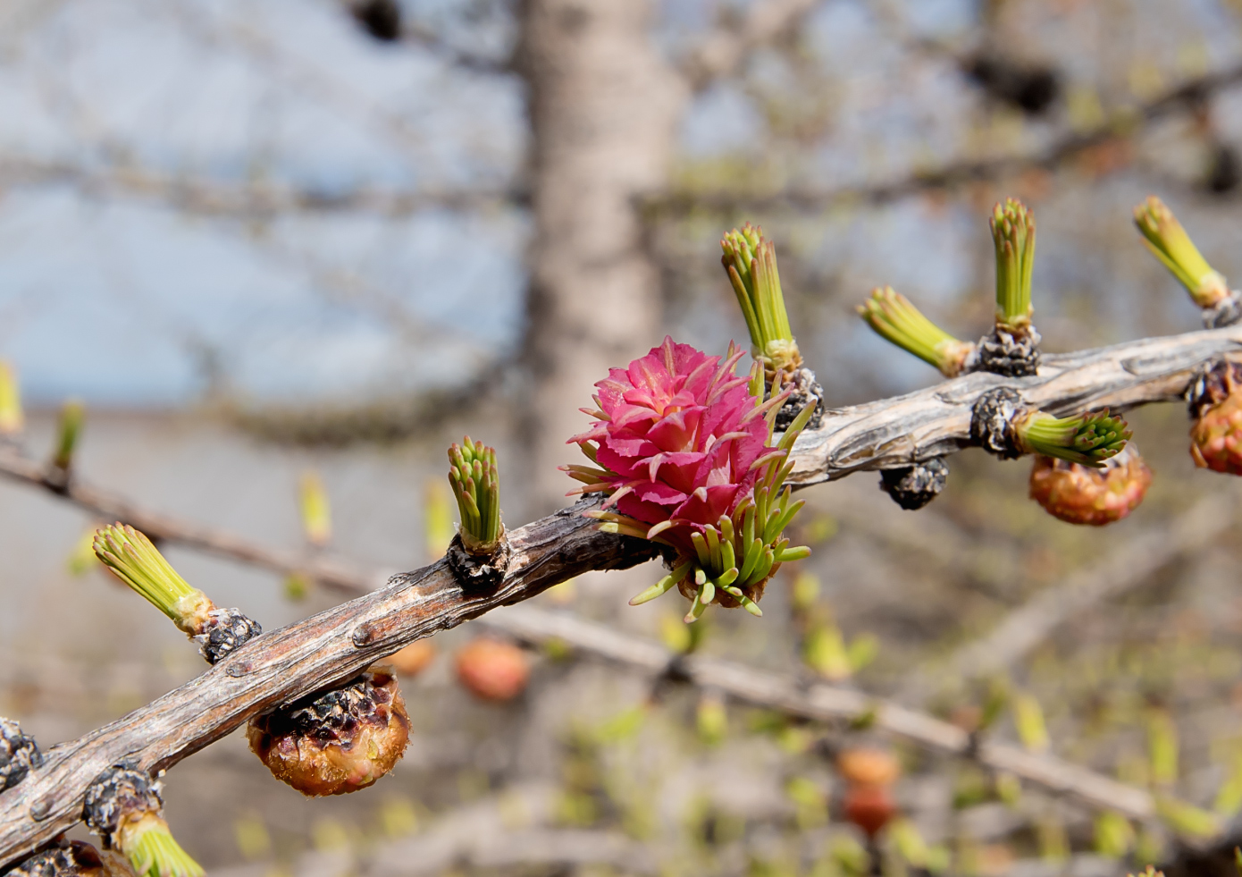 Изображение особи Larix sibirica.