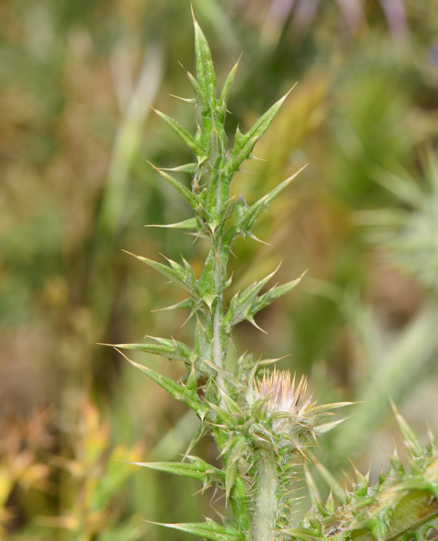 Image of Onopordum blancheanum specimen.