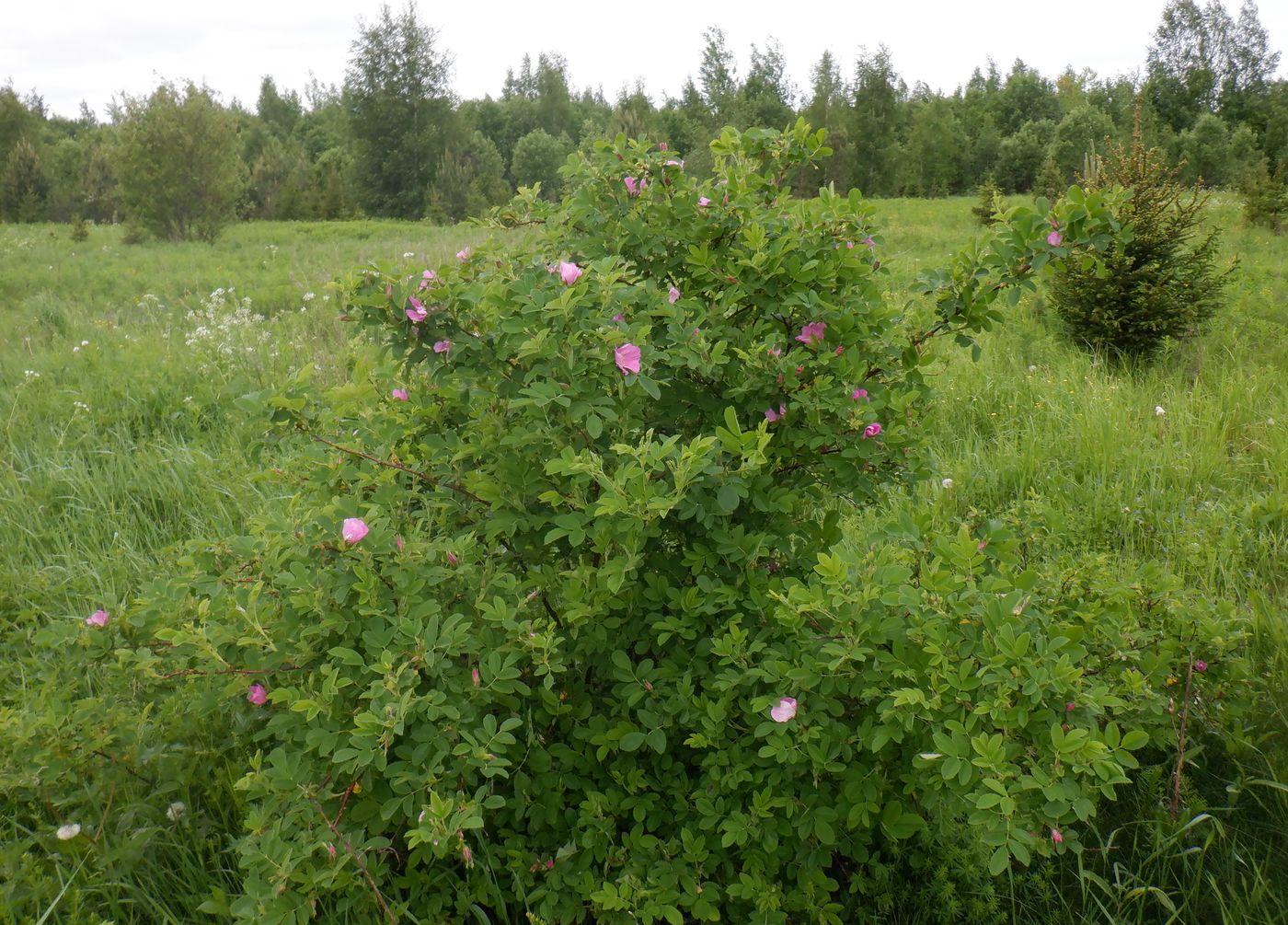 Image of Rosa cinnamomea specimen.