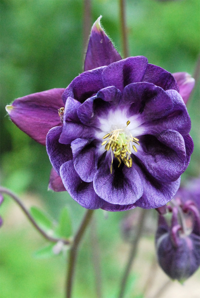 Image of Aquilegia vulgaris specimen.