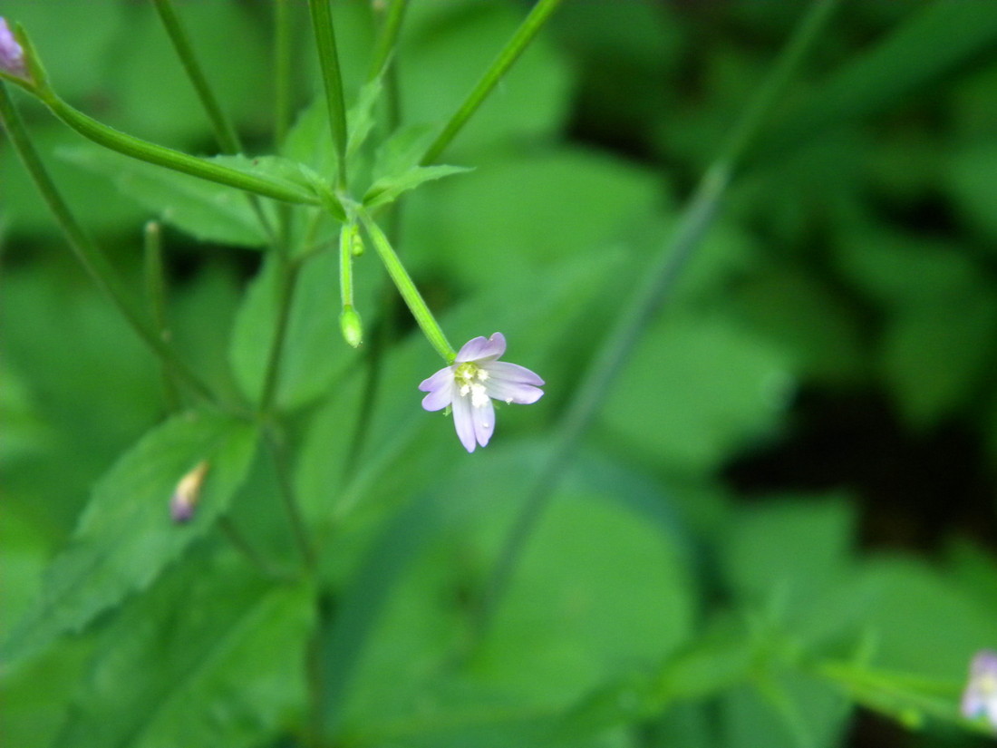 Изображение особи Epilobium montanum.