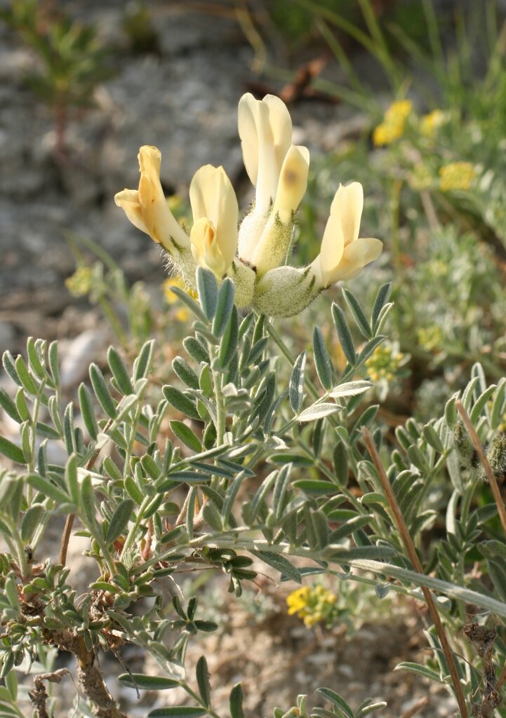 Изображение особи Astragalus glaucus.