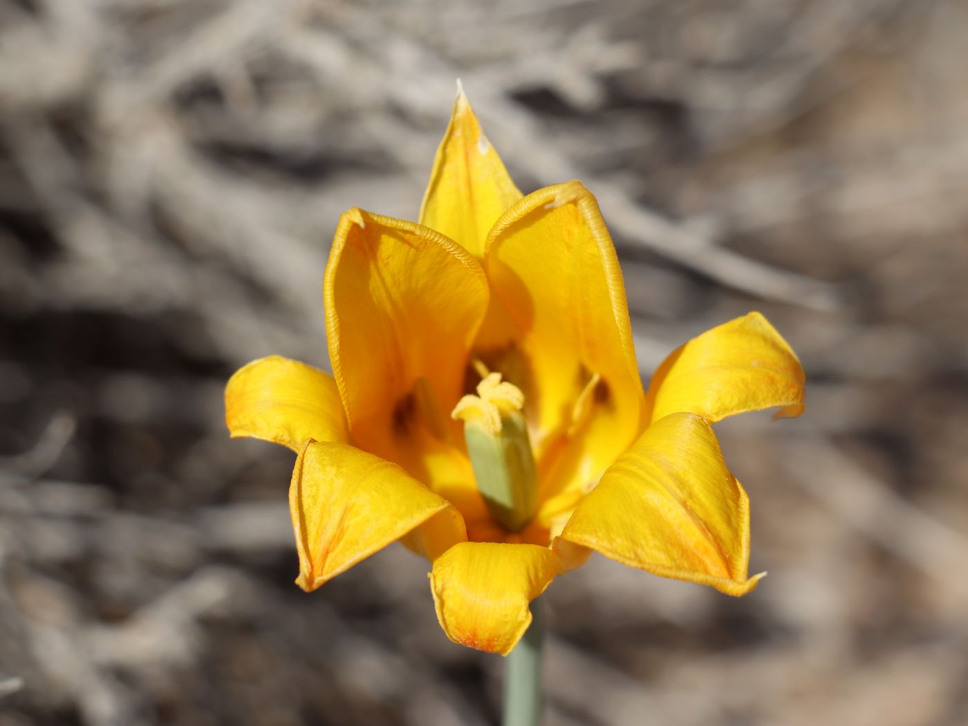 Изображение особи Tulipa lehmanniana.