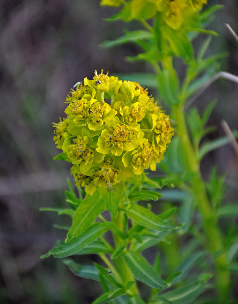 Image of Euphorbia palustris specimen.