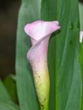 Zantedeschia rehmannii. Соцветие в покрывале. Перу, регион Куско, провинция Урубамба, Mariposario de Machu Picchu. 19.10.2019.