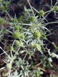 Eryngium campestre