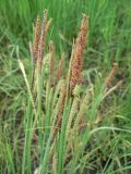 genus Carex