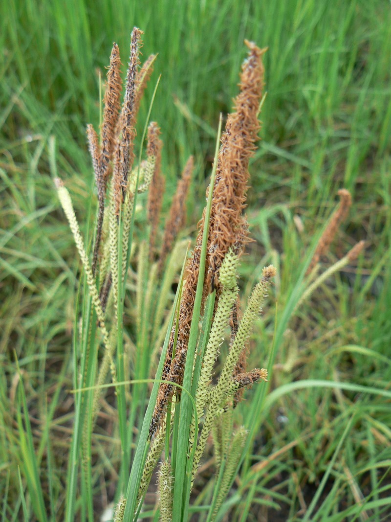 Изображение особи род Carex.