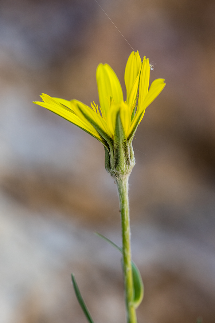 Image of Tragopogon filifolius specimen.