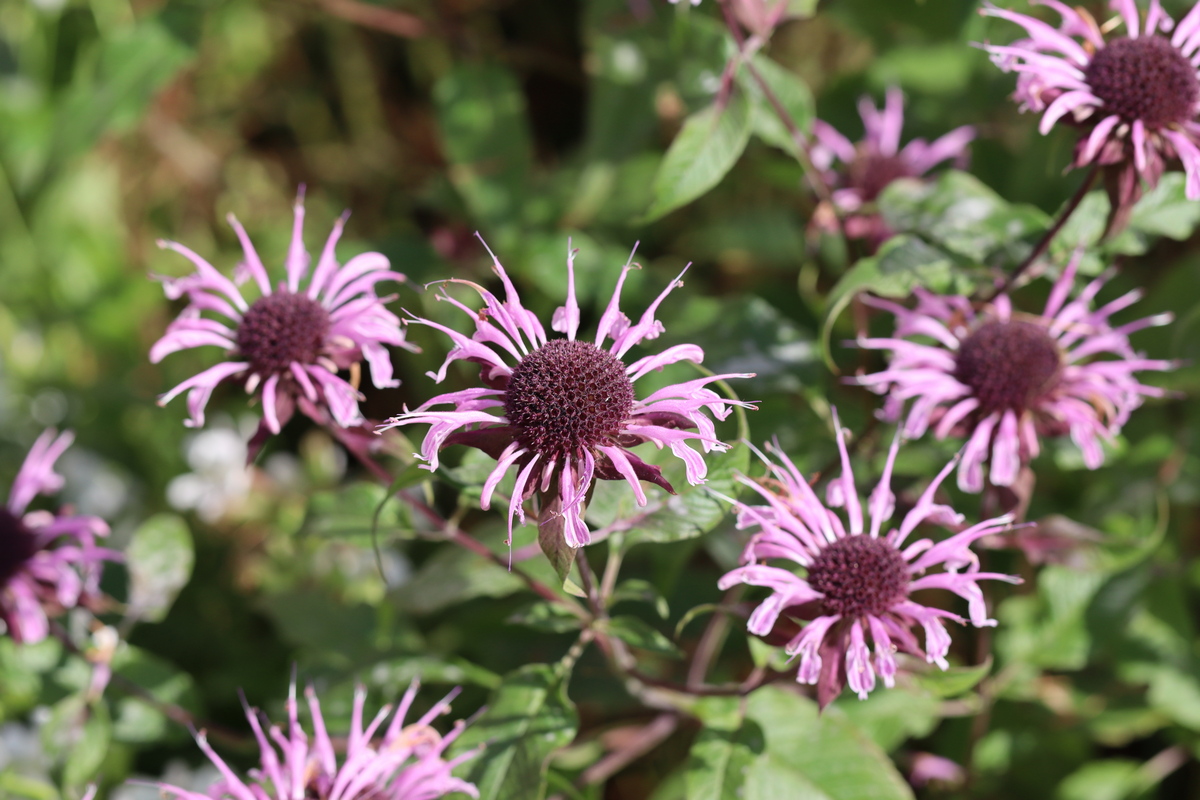 Изображение особи Monarda fistulosa.