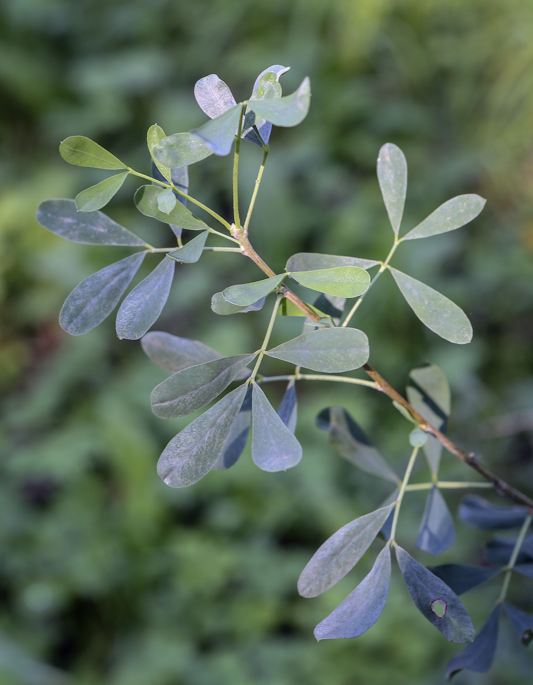 Изображение особи семейство Fabaceae.