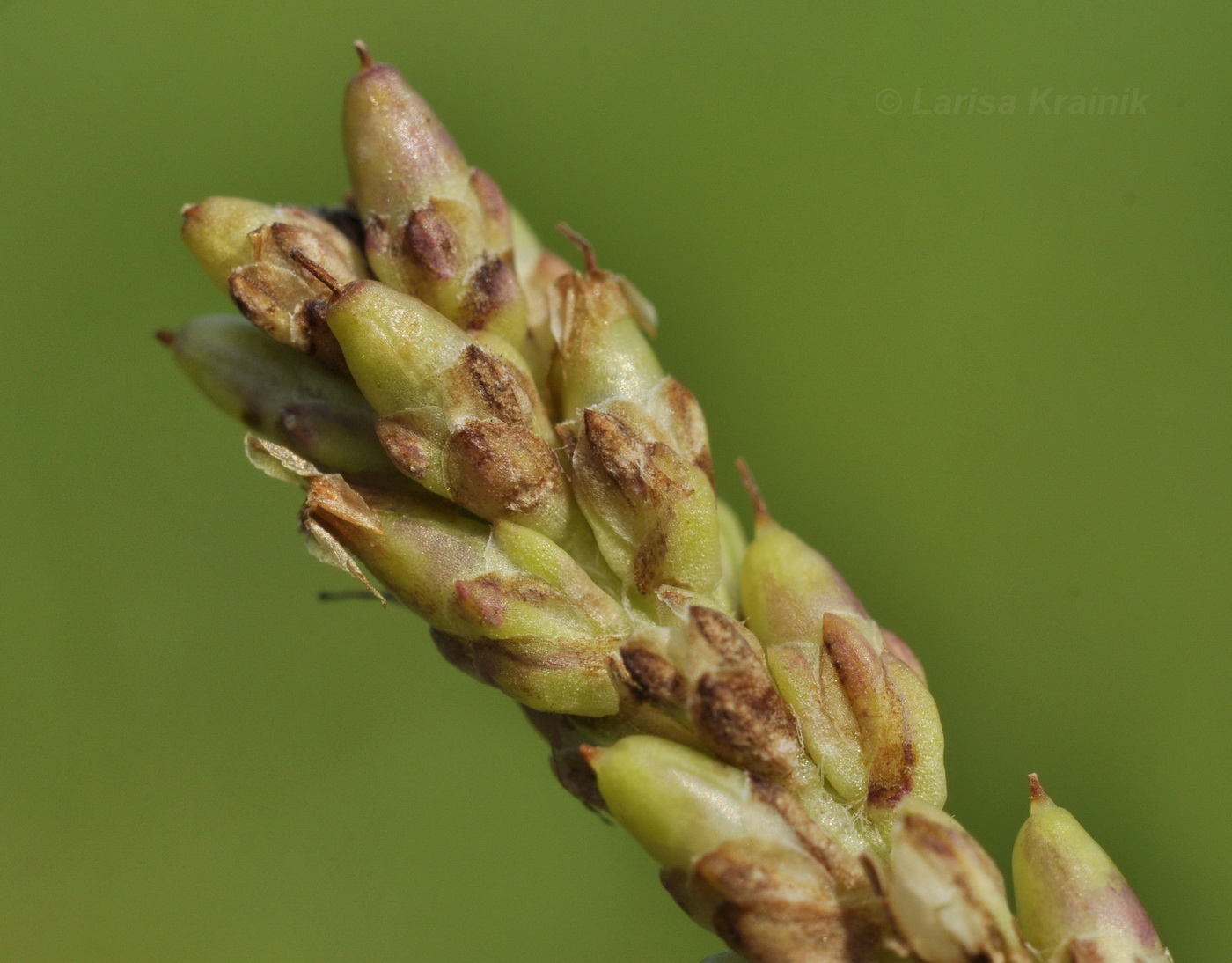 Image of Plantago camtschatica specimen.